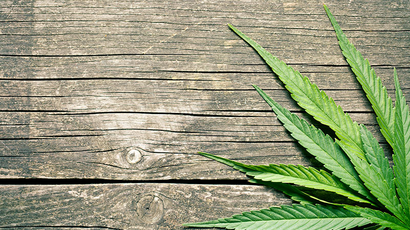 Marijuana Dentists